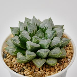 ハオルチア ラブハート、珍しい多肉植物、最高の贈り物