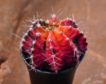 Gymnocalycium Mihanovichii, Rare Succulent and Best Gift