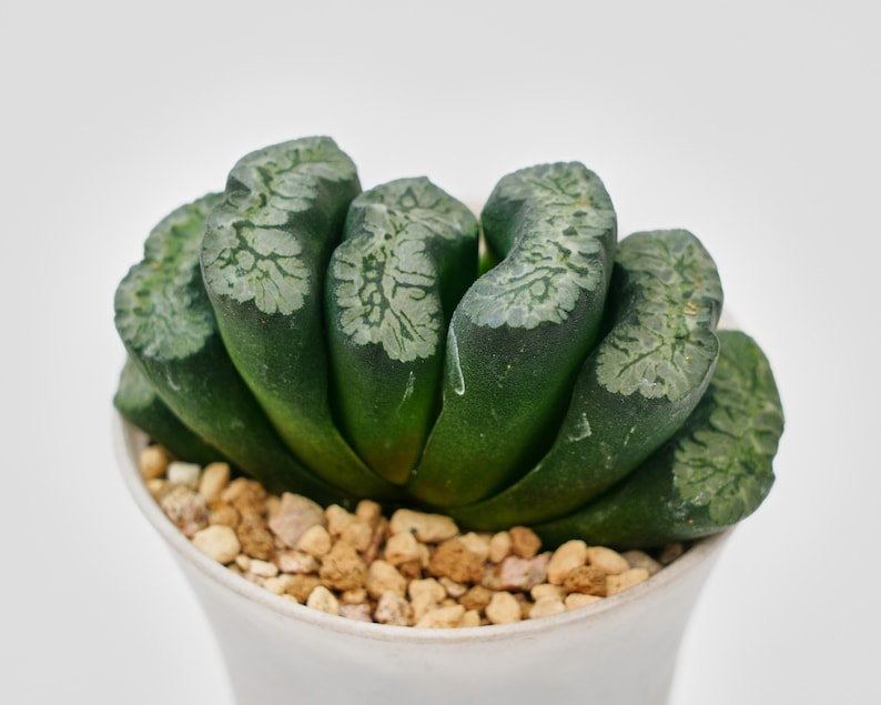 Haworthia Maughanii Green Mountain - Thumbnail 5