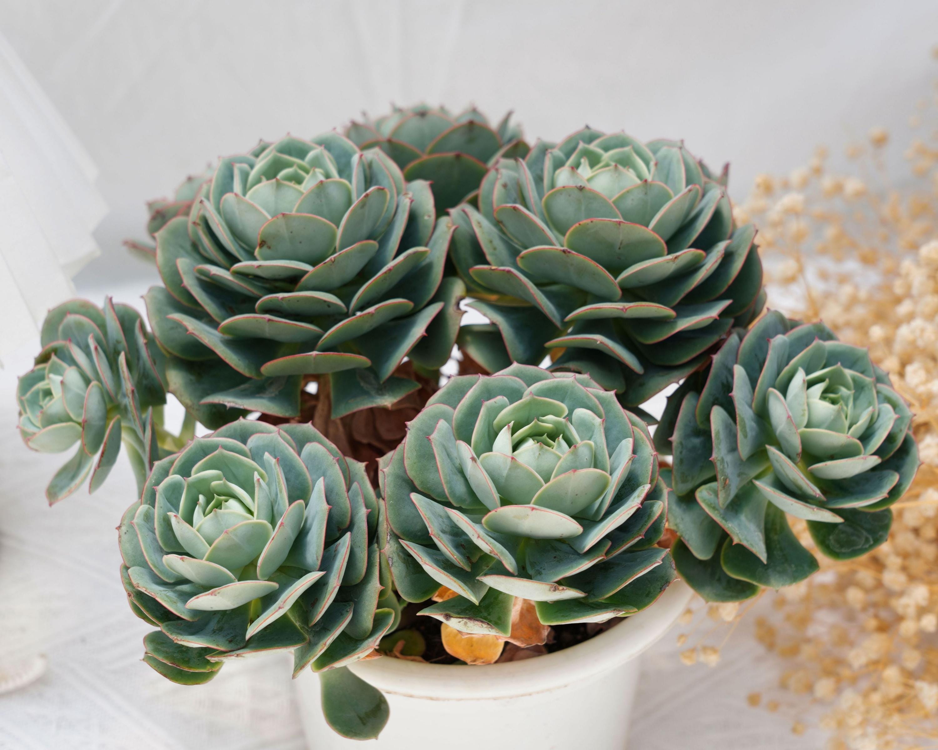 Echeveria Claudia Rose, Rare Succulent and Best Gift - Etsy