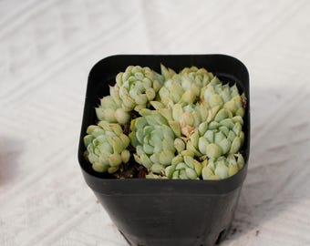 Echeveria Ball of Fat, Rare Succulent and Best Gift