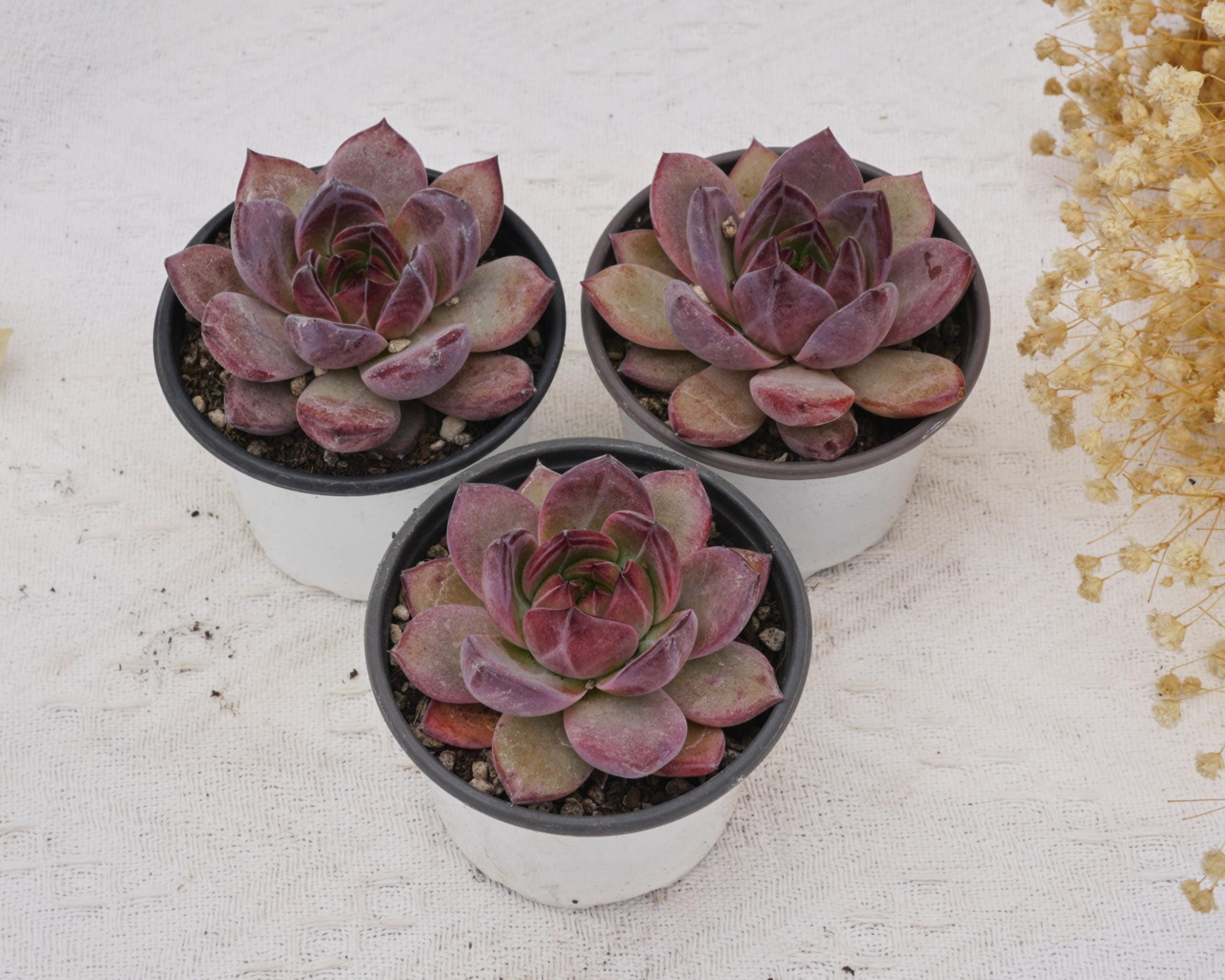 エケベリア ラブバード、珍しい多肉植物、最高の贈り物 - Etsy 日本