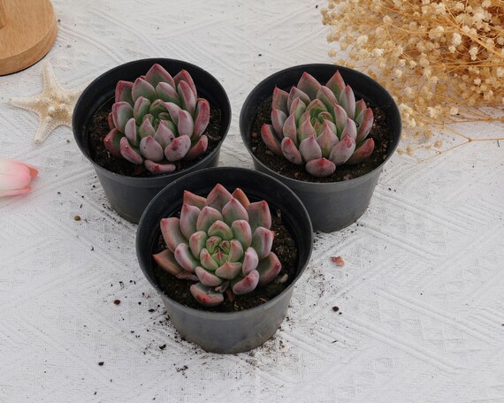 エケベリアの結婚指輪、珍しい多肉植物、最高の贈り物 - Etsy 日本