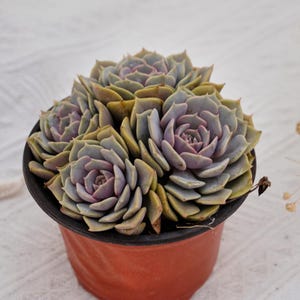 May include: A close-up of a succulent plant with green and purple leaves in a brown pot. The plant is in a rosette shape and has many layers of leaves.