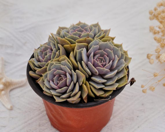 エケベリア コリアス、珍しい多肉植物、最高の贈り物 - Etsy 日本