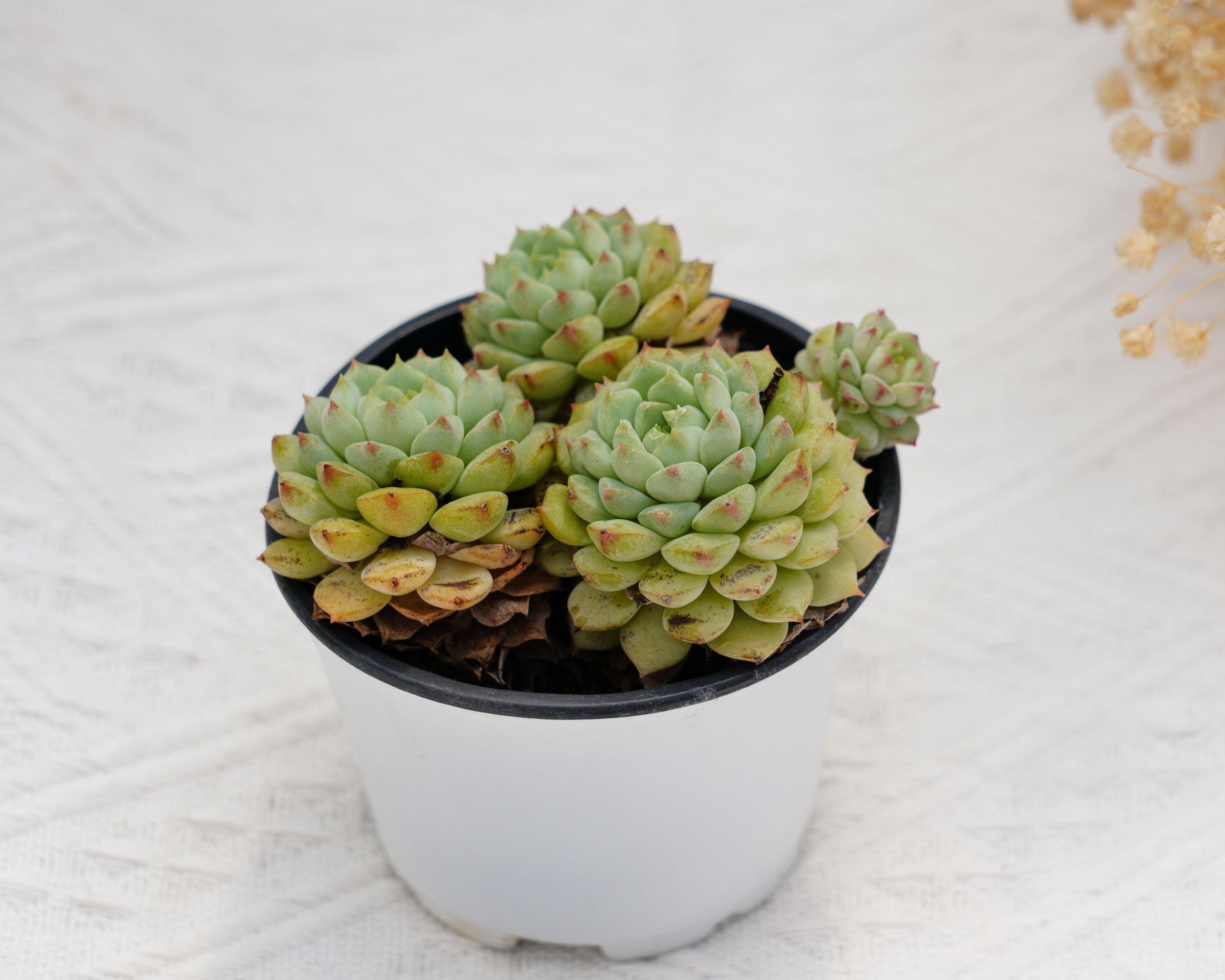 エケベリア パンダフェイス、珍しい多肉植物、最高の贈り物 - Etsy 日本