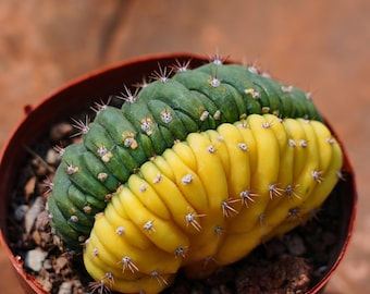 Gymnocalycium Cristata Crested, una suculenta rara y el mejor regalo