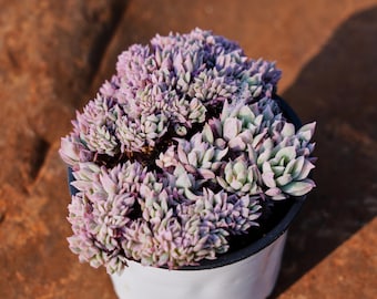 Echeveria Bradburyana Crested, una suculenta rara y el mejor regalo