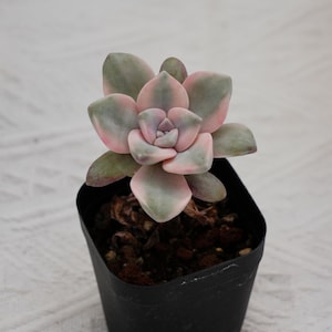 Graptoveria Purple Delight White Variegated, Rare Succulent and Best Gift