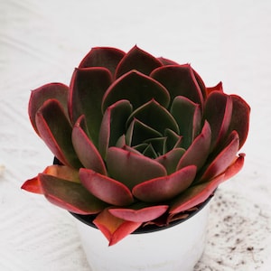 Echeveria Claudia Rose, Rare Succulent and Best Gift - Etsy