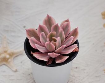 Echeveria Imbricata Variegated, Rare Succulent and Best Gift