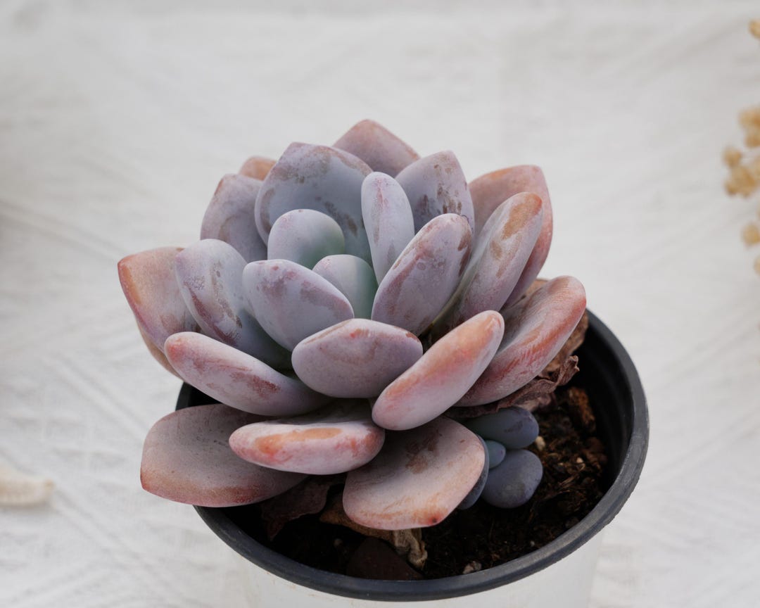 @Rabbit.Echeveria出品 Echeveria 'Pink Bunny' 2