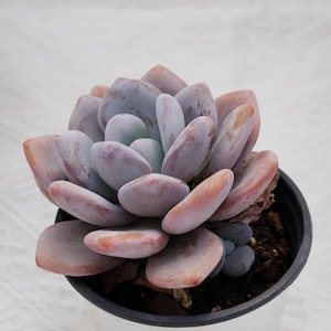 @Rabbit.Echeveria出品 file.png