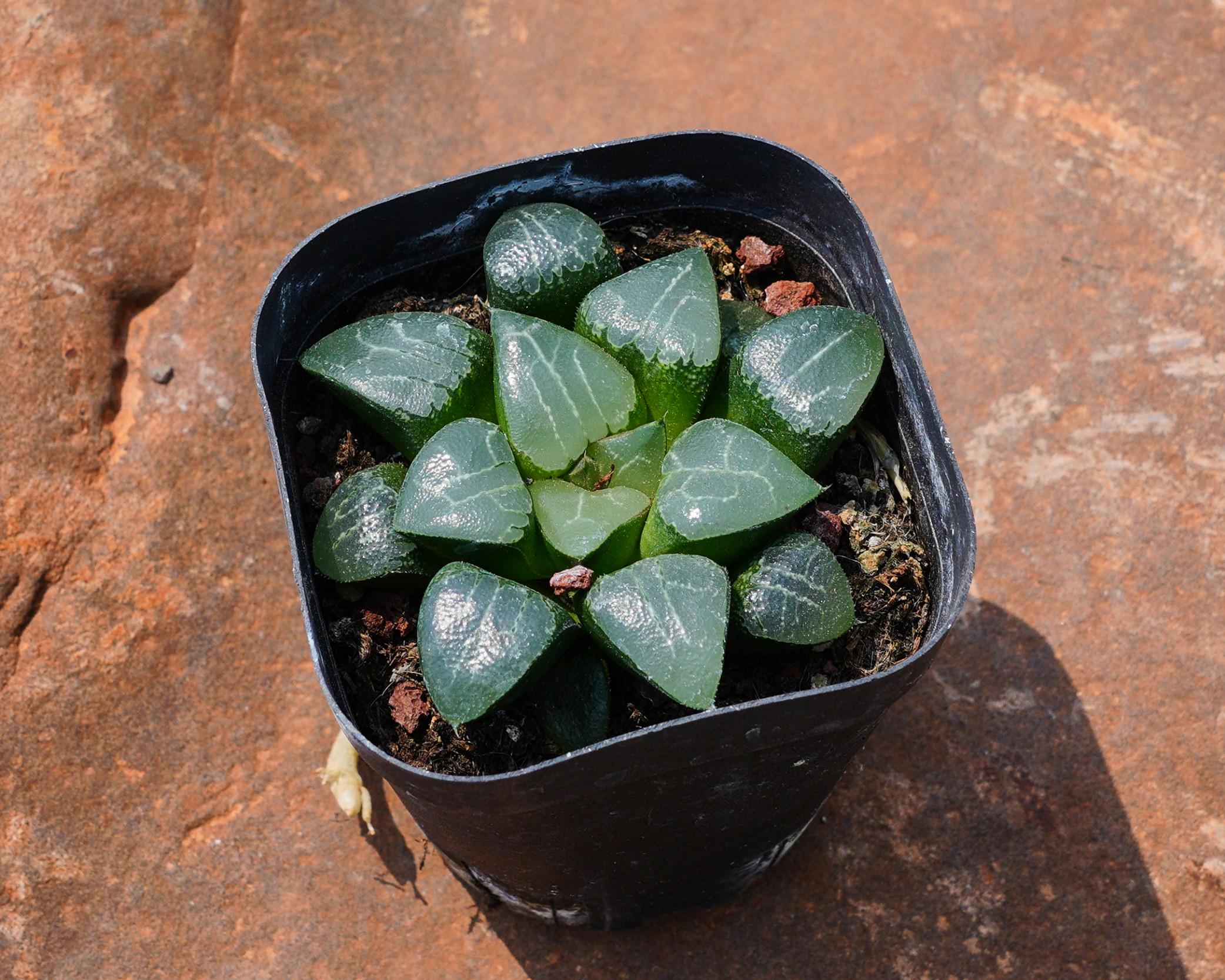 希少な多肉植物「ハオルチア 月影」、贈り物に最適 - Etsy 日本