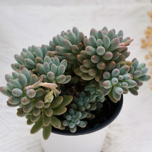 Pachyphytum Baby Finger, Rare Succulent and Best Gift