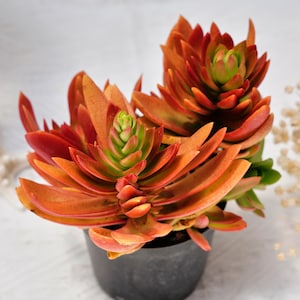 Echeveria Claudia Rose, Rare Succulent and Best Gift - Etsy