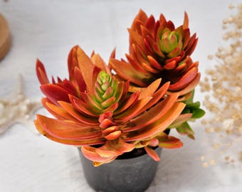 Crassula Capitella, Rare Succulent and Best Gift