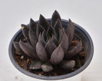 Echeveria Black Knight, Rare Succulent and Best Gift