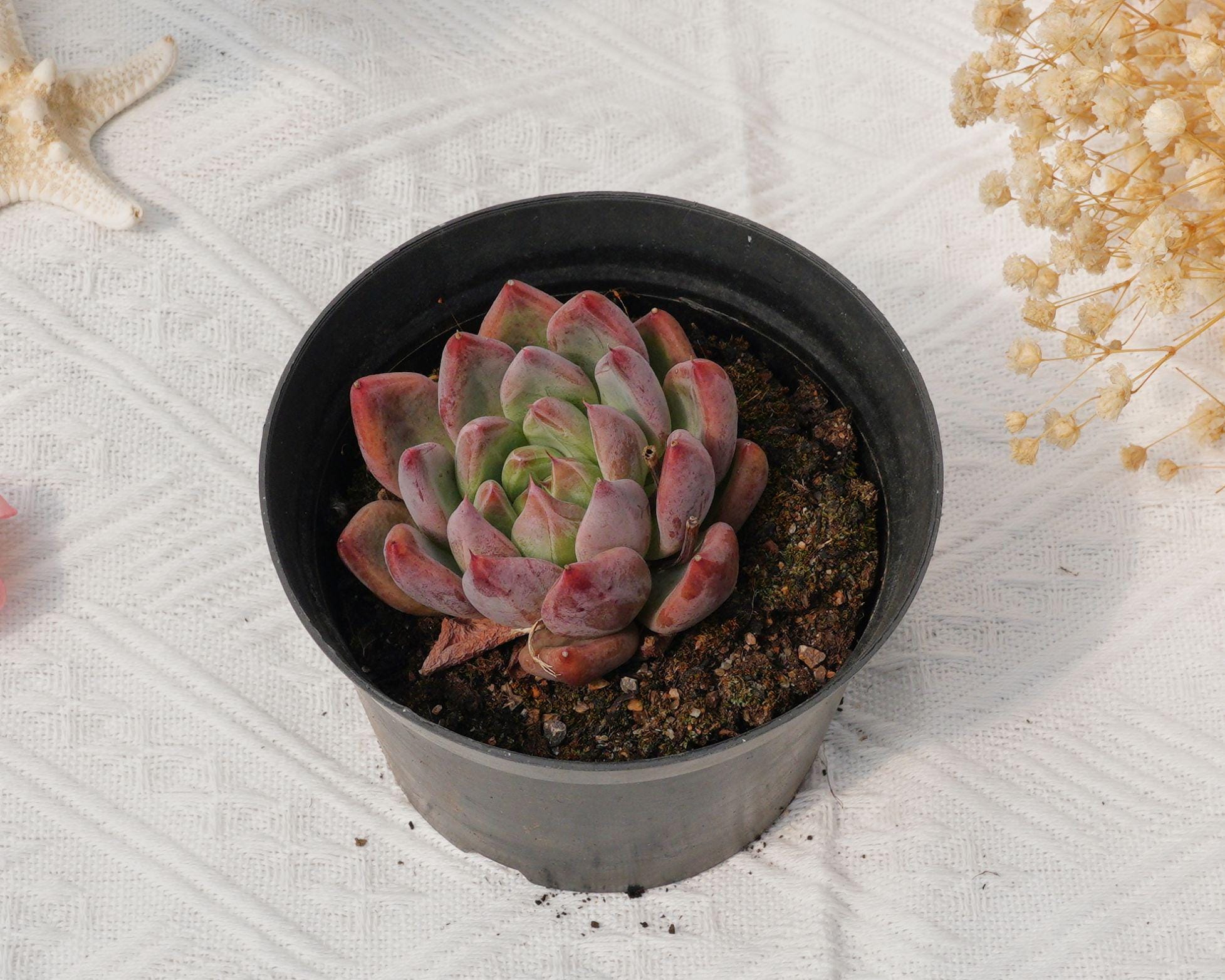 エケベリアの結婚指輪、珍しい多肉植物、最高の贈り物 - Etsy 日本