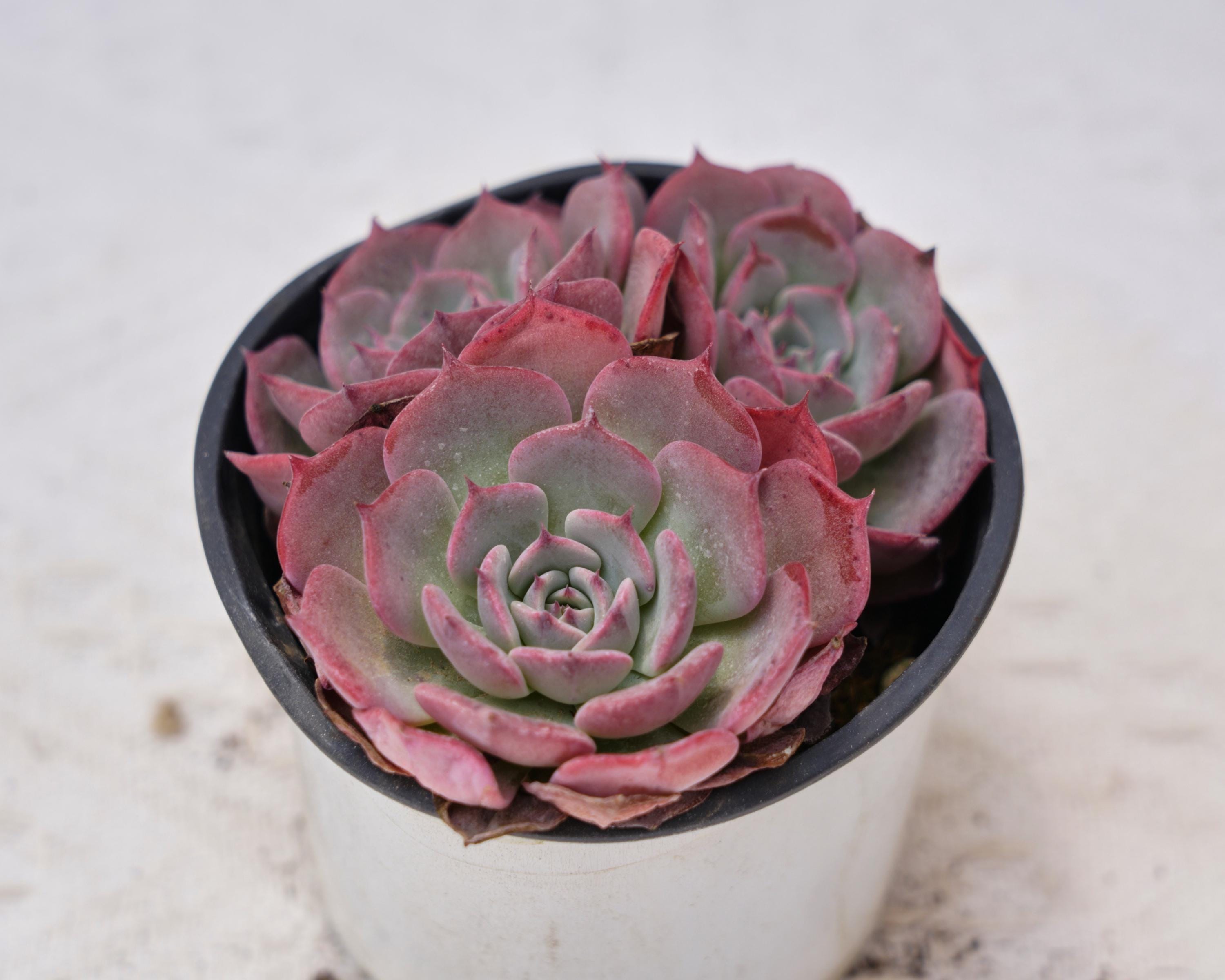 Echeveria laulensis - Etsy 日本