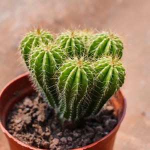May include: A small, potted cactus with multiple green, spiky stems. The cactus is in a round, brown plastic pot filled with dark soil. The background is a blurred, reddish-brown color.