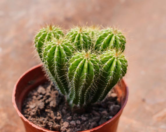 mammillaria crassior Mammillaria Sp