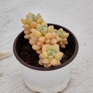 Pachyphytum Bubble Gum, Rare Succulent and Best Gift