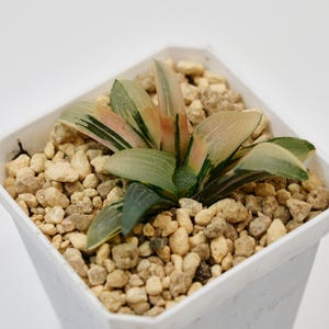 Haworthia Correcta Jupiter Variegated, Rare Succulent and Best Gift