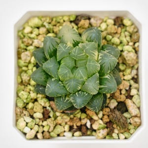 Haworthia Cooperi Ice Lake Variegated, Rare Succulent and Best Gift