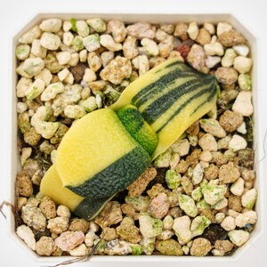 Hawertia-Kuh gut bunt, selten Sukkulente und bestes Geschenk