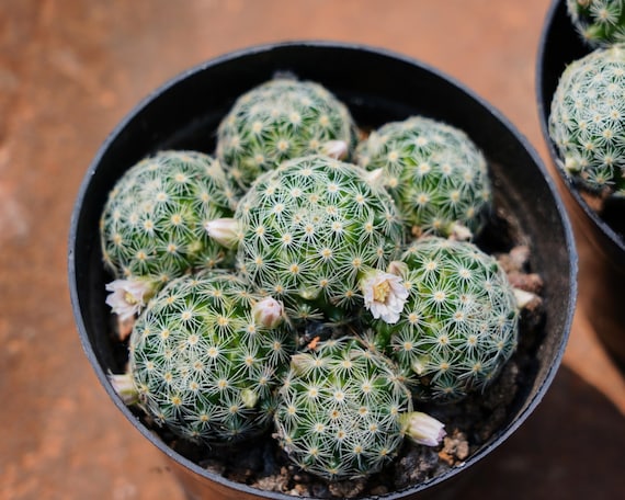Mammillaria Schiedeana Giselae, Rare Succulent and Best Gift