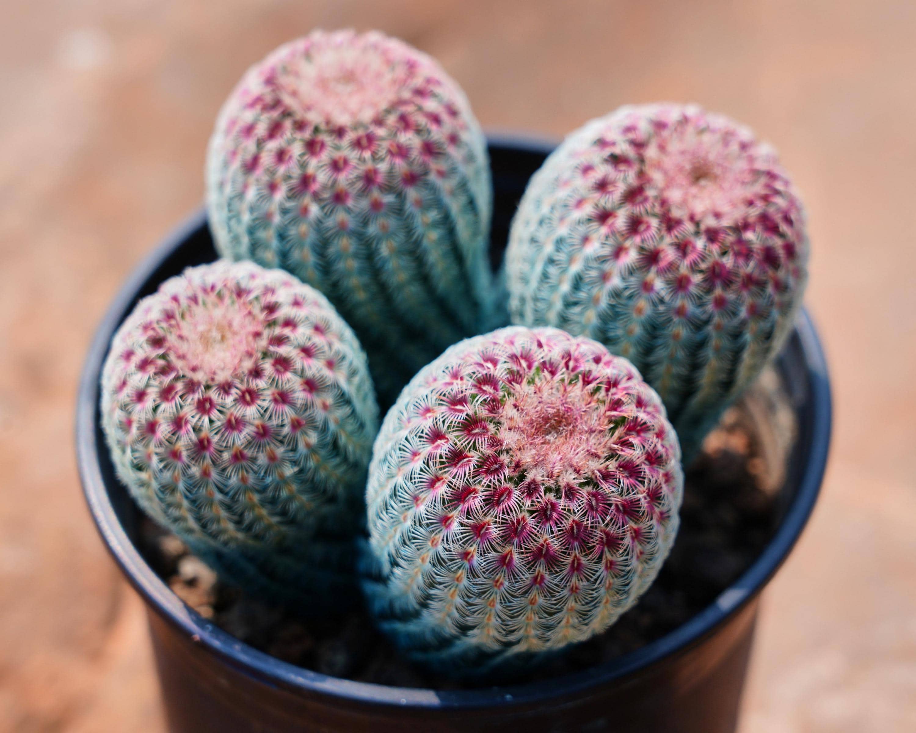 Echinocereus Reichenbachii - Etsy