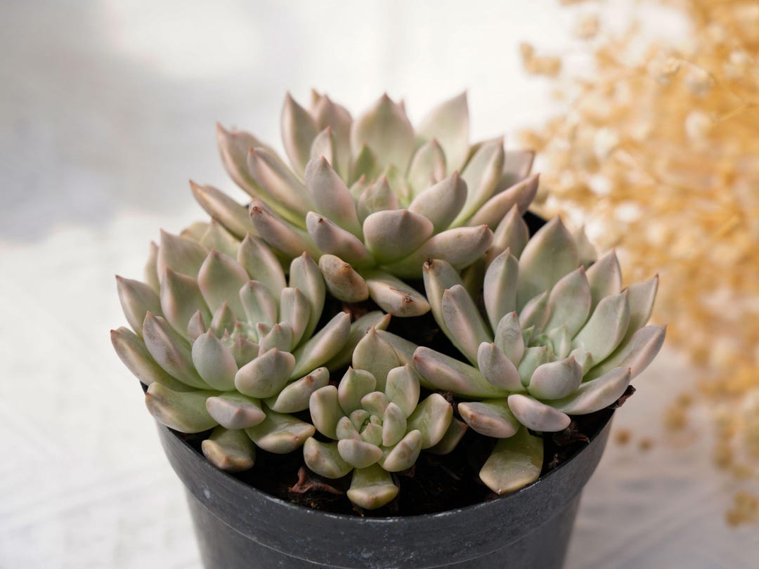 Echeveria Blood Moon Shadow, Rare Succulent and Best Gift - Etsy