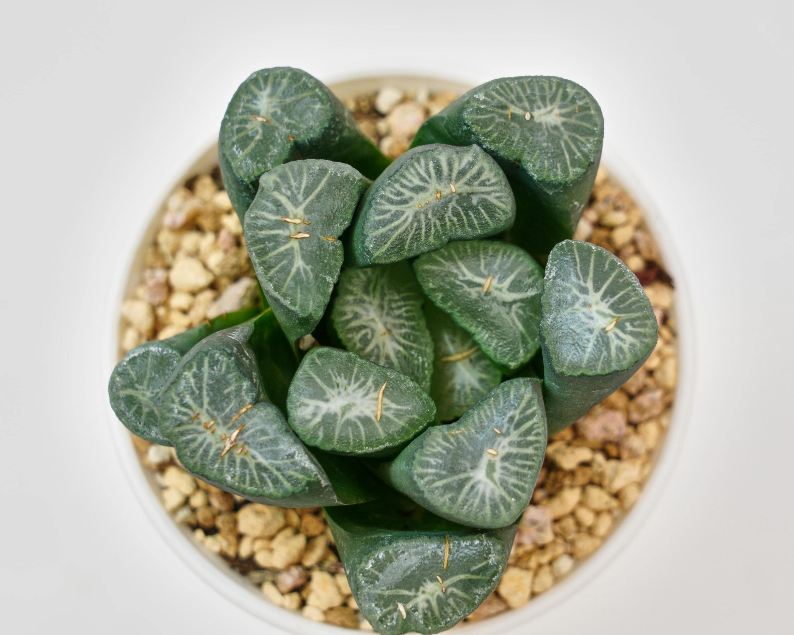 ハオルチア・マウガニー・スノーカントリー、珍しい多肉植物、最高の