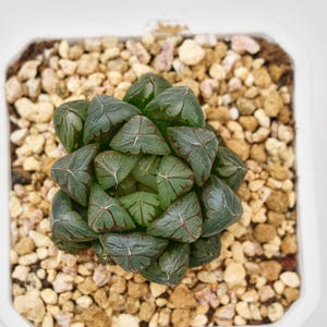 Haworthia Cooperi Crystal, Rare Succulent and Best Gift