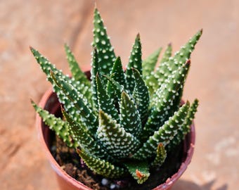 Aloë Winter Constellatie, Zeldzaam Succulent en Beste Cadeau