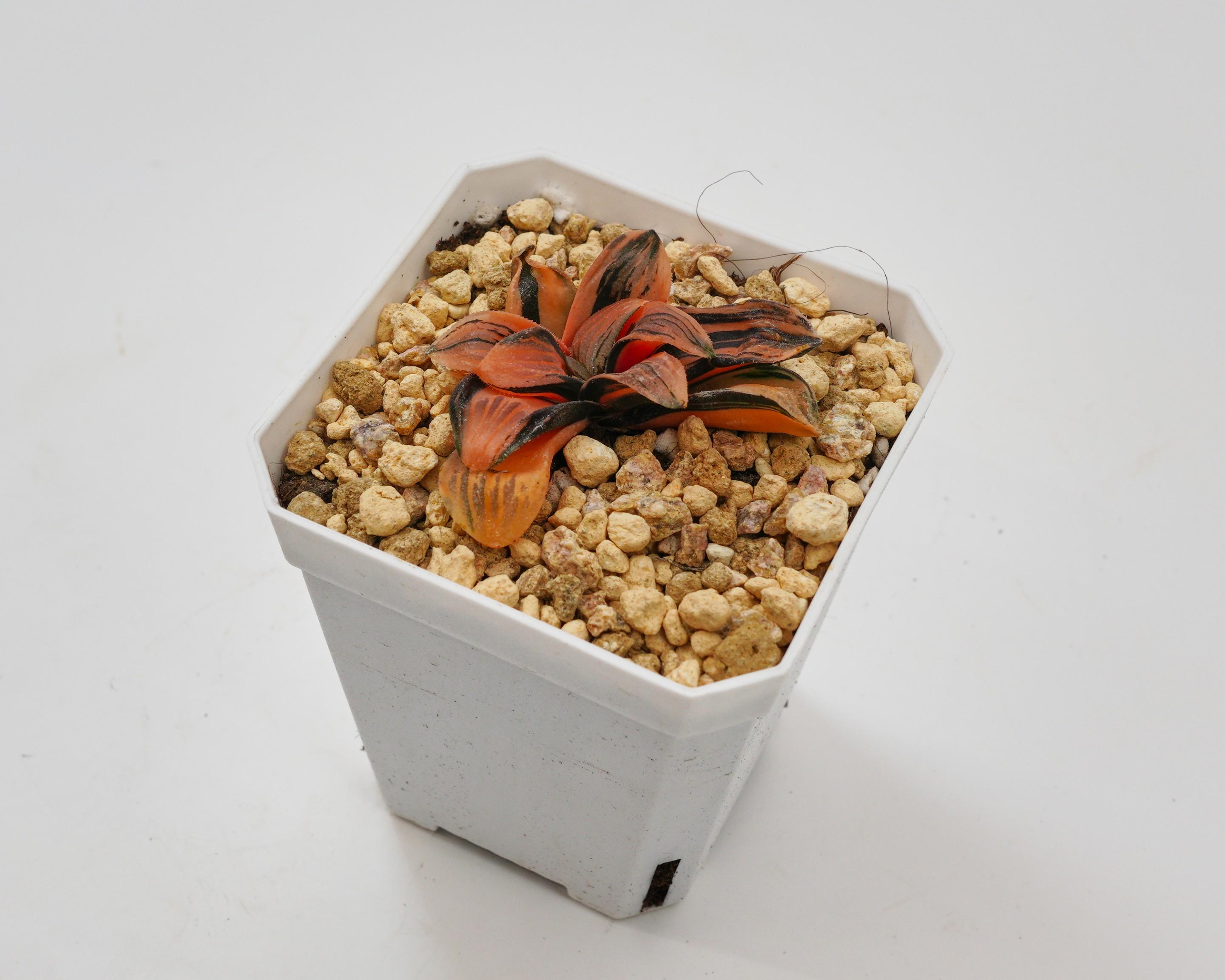 Haworthia Pygmaea Night Forest Variegated, Rare Succulent and Best