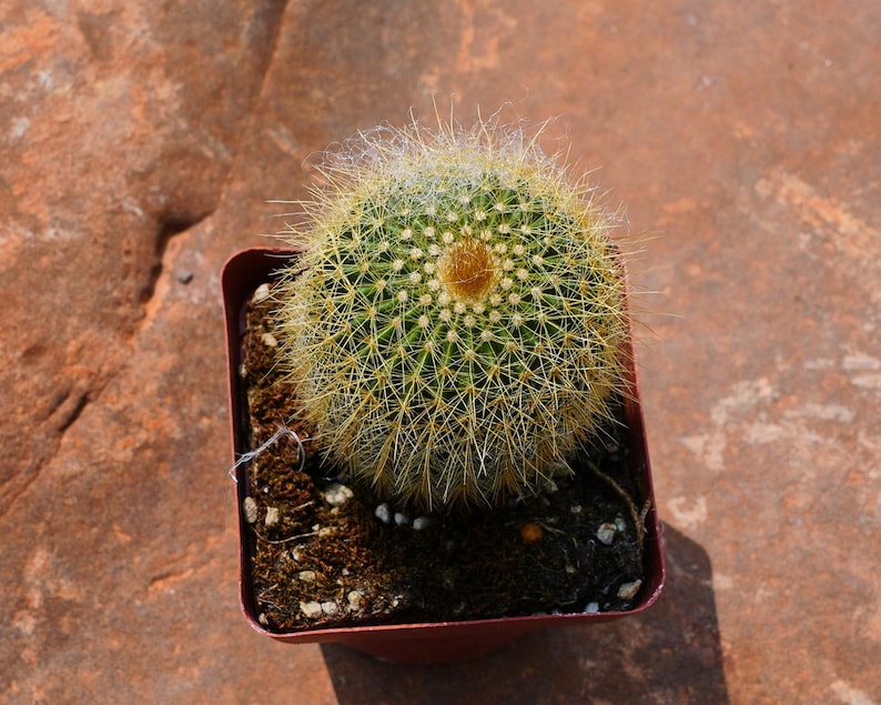 Echinocactus Grusonii - Thumbnail 4