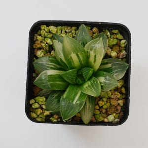 Haworthia Heidelbergensis bont, zeldzaam sappig en het beste cadeau