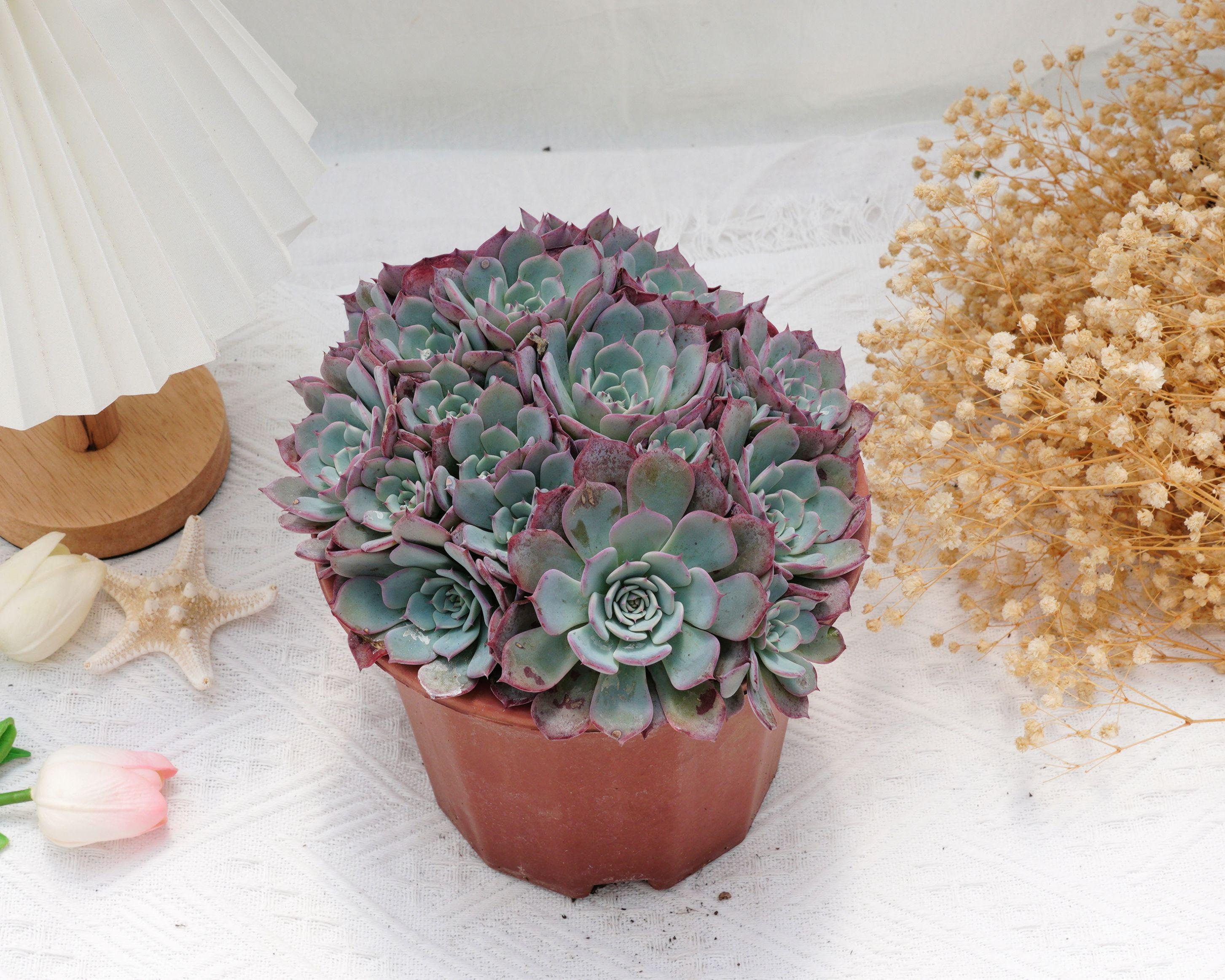 Echeveria laulensis - Etsy 日本
