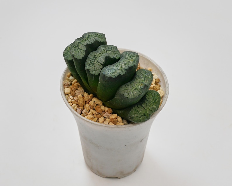 Haworthia Maughanii Green Mountain - Thumbnail 3