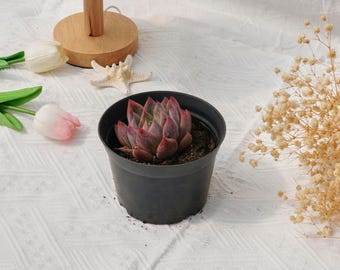 エケベリアの結婚指輪、珍しい多肉植物、最高の贈り物 - Etsy 日本