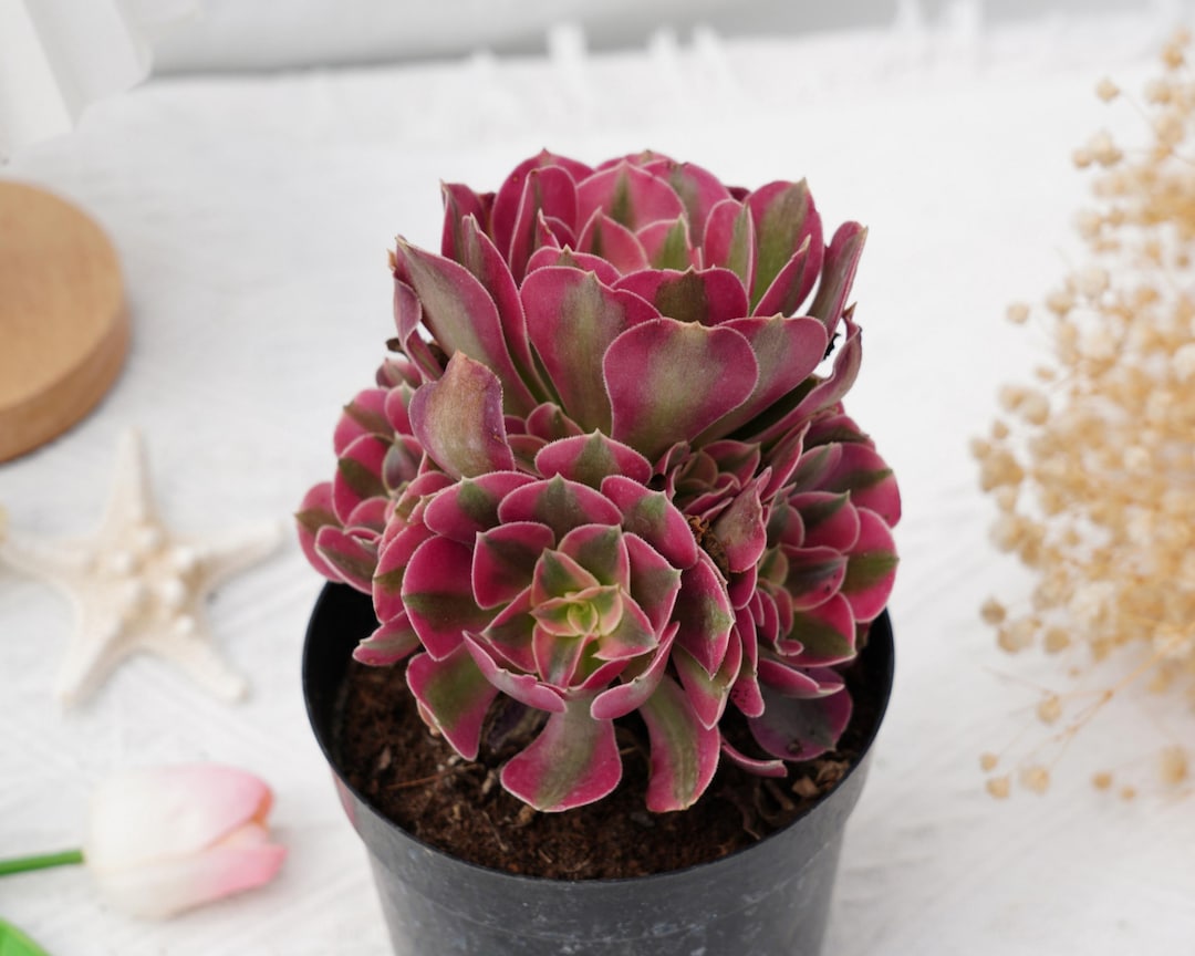 多肉植物アエオニウム ❤︎ ピンクウィッチ 〜13頭以上～大群生 プーケ型 il_1080xN.6356243114_lao4.jpg