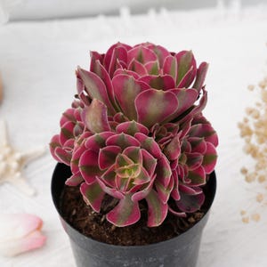 アエオニウム 欧嘉莉 法師锦5頭群生、ピンクウィッチ 5頭群生 プーケ型 アエオニウム 欧嘉莉 法師锦5頭群生、ピンクウィッチ 5頭群生 プーケ型