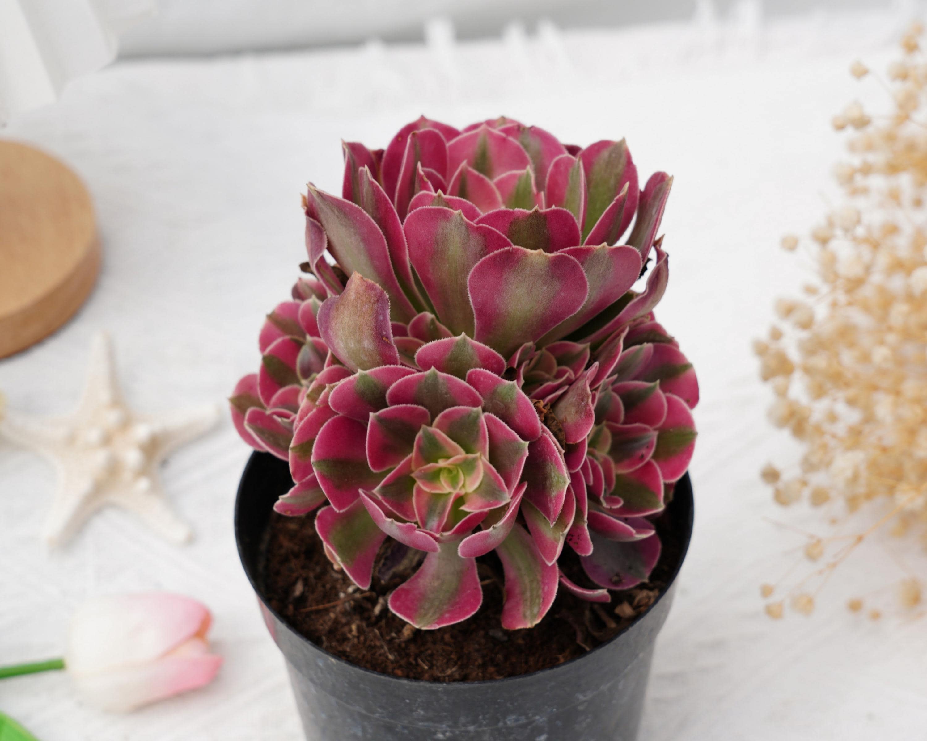 Aeonium - Etsy 日本
