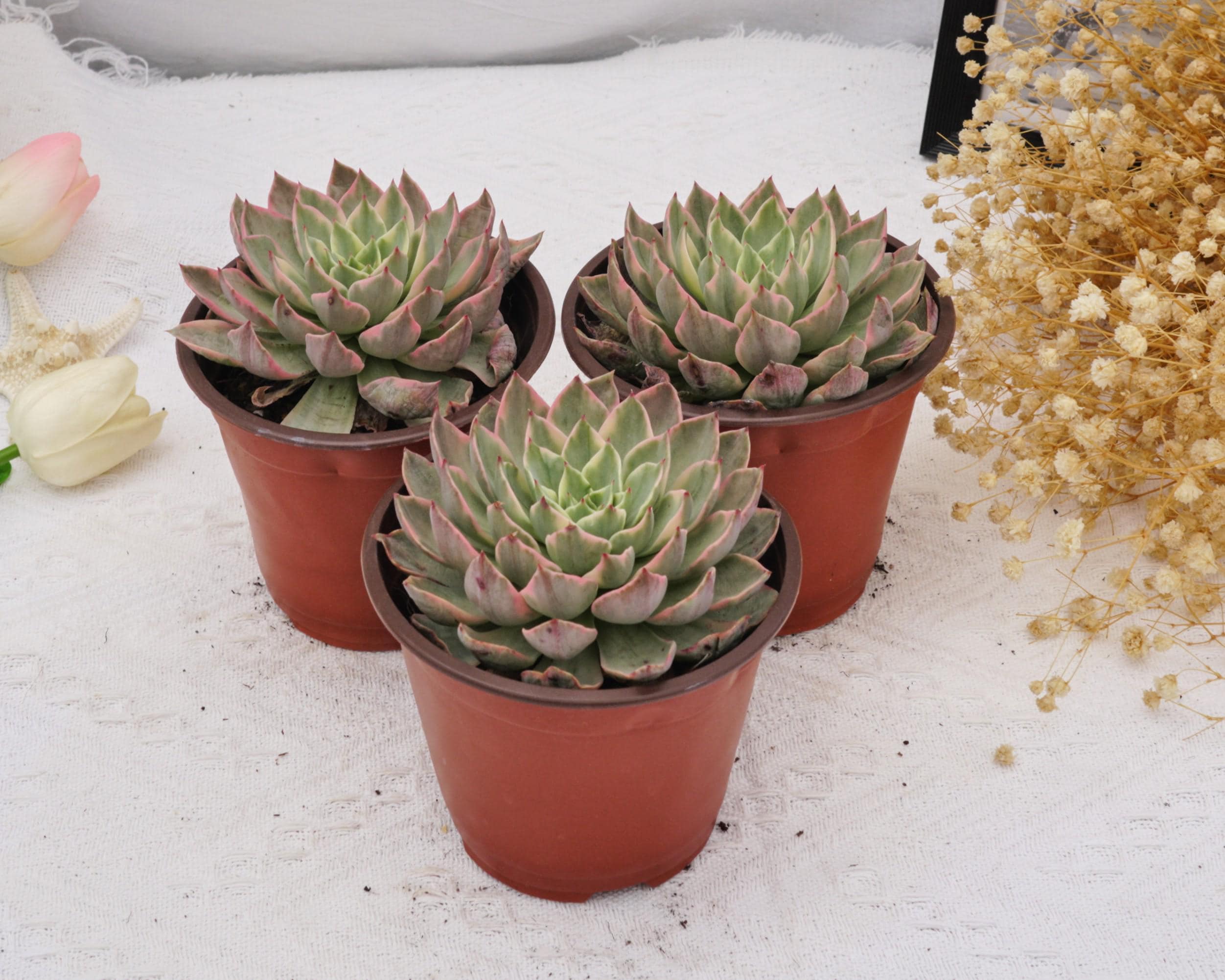 エケベリア ヘラ 斑入り、珍しい多肉植物、最高の贈り物 - Etsy 日本