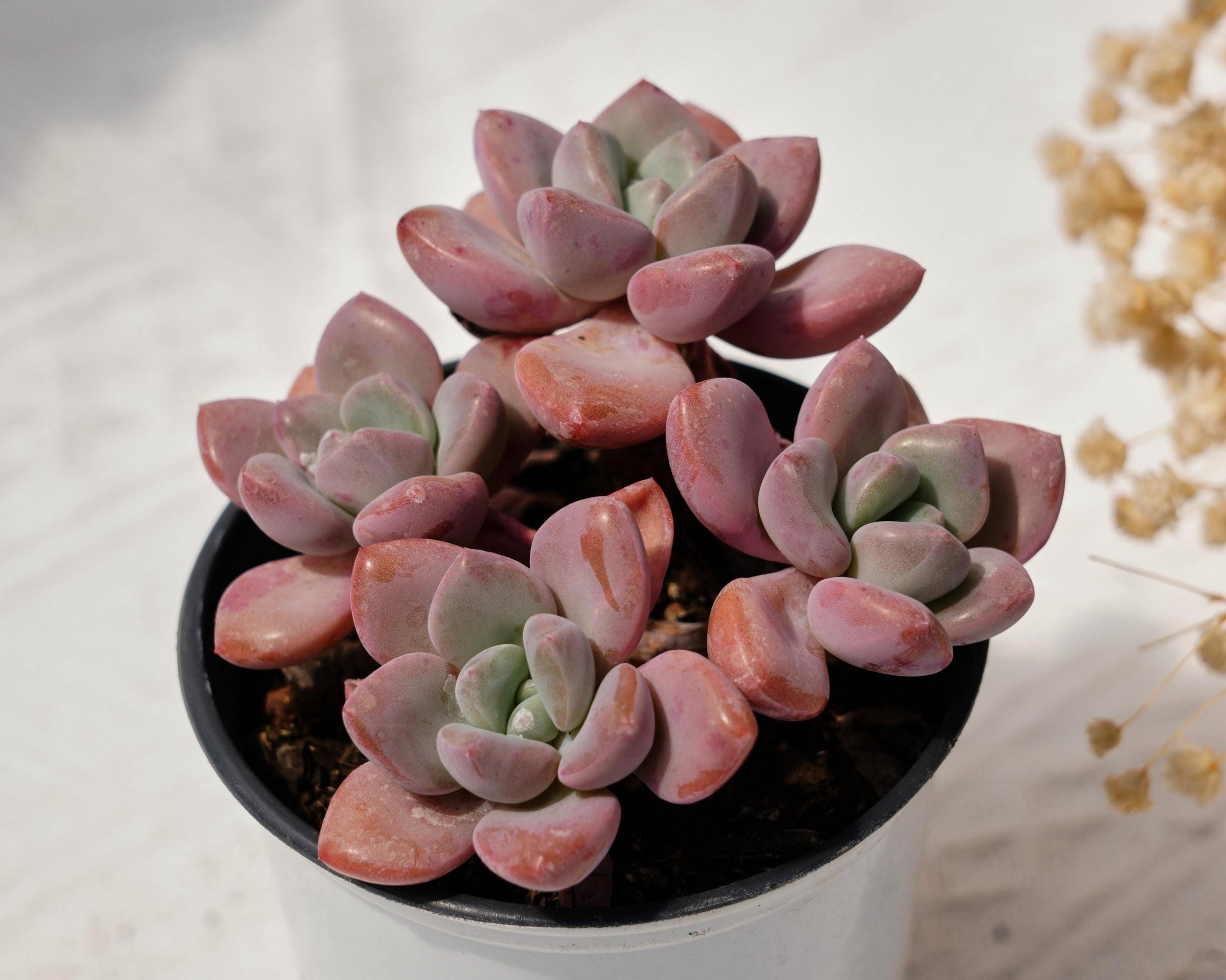 Echeveria Spotted Deer, Rare Succulent and Best Gift - Etsy Israel