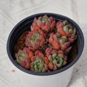 May include: A small white pot with a black rim contains a cluster of succulent plants. The succulent leaves are green with red tips and are arranged in a rosette pattern.