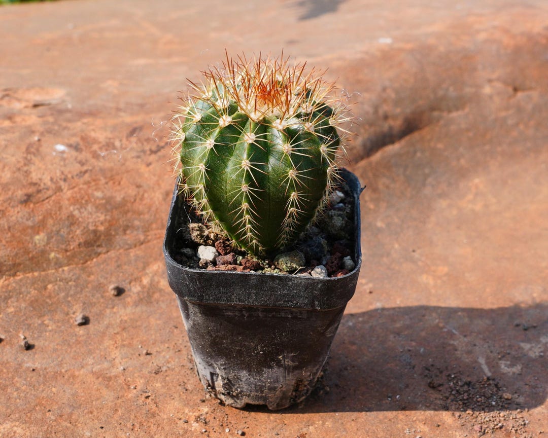 Melocactus Broadwayi, Rare Succulent and Best Gift - Etsy Israel