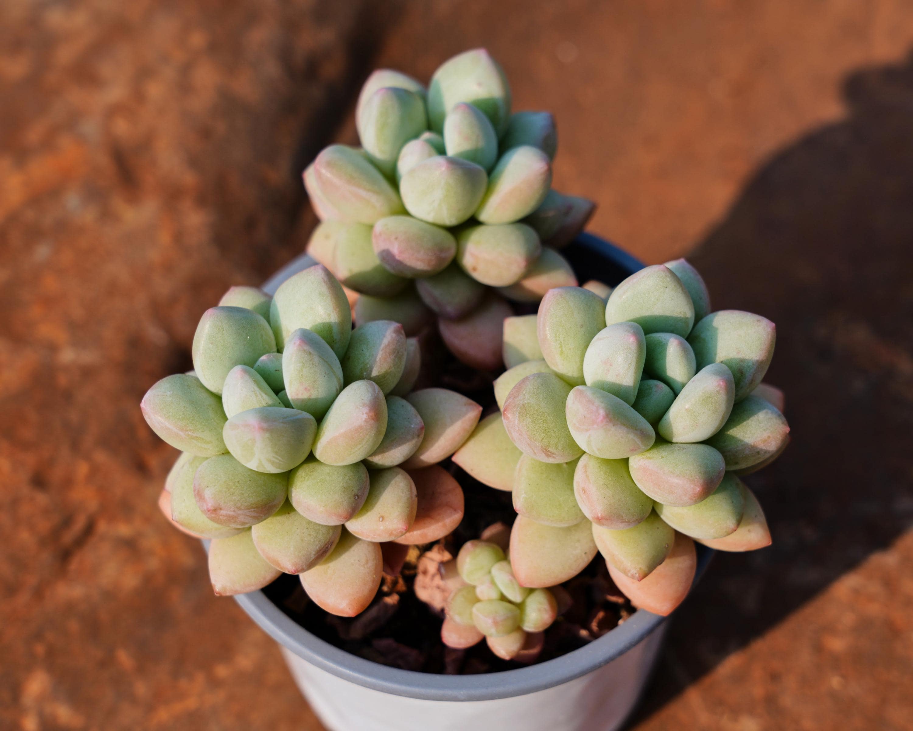 エケベリア・バブルガム、珍しい多肉植物、最高の贈り物 - Etsy 日本
